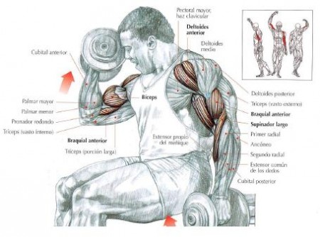 Curl de Biceps Alternos con Supinación 