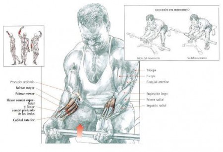 Curl de Antebrazos con Barra y Agarre en Supinacion